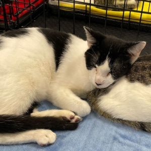 Winston, Young Male Domestic Short Hair