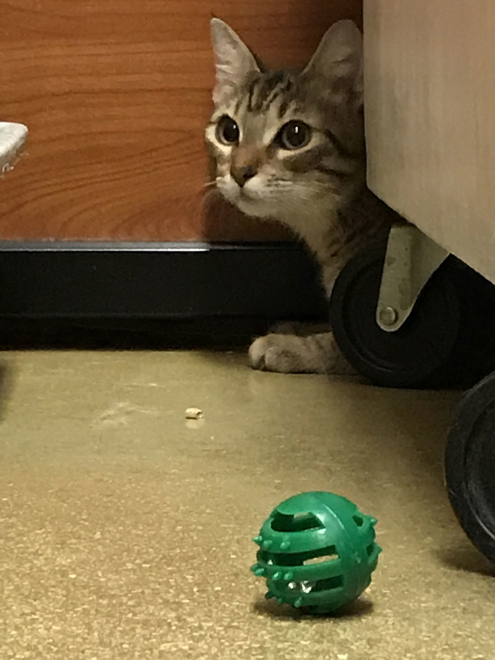 Tiggie