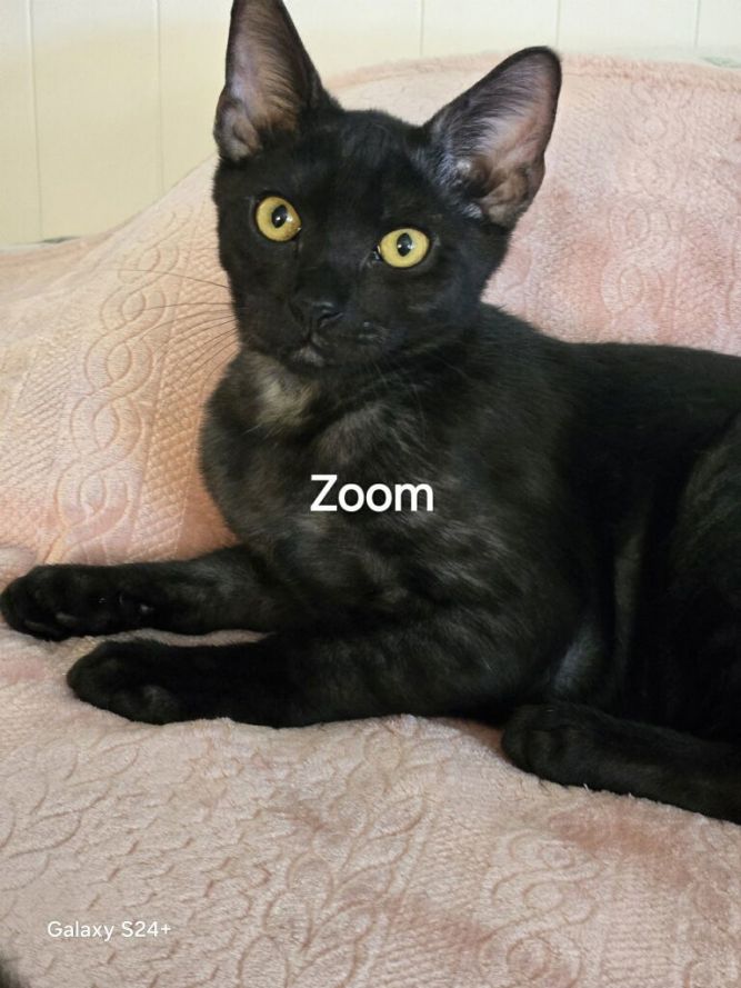 Zoom