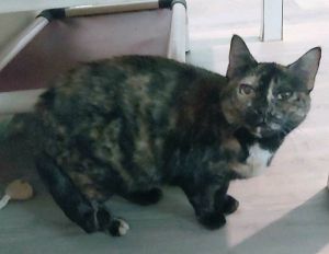 Olga, Adult Female Domestic Short Hair