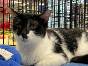 Kitty, Young Female Tuxedo