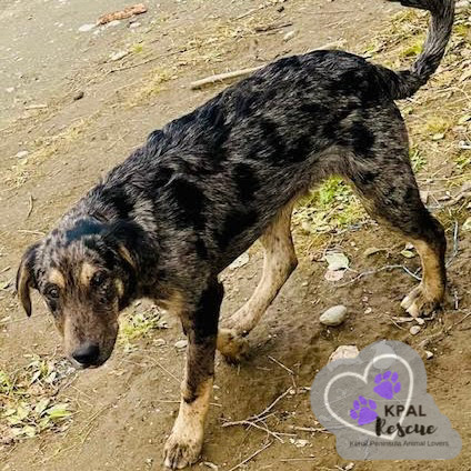 Scrappy - Eagleson Litter, an adoptable Mixed Breed in Kenai, AK, 99611 | Photo Image 1