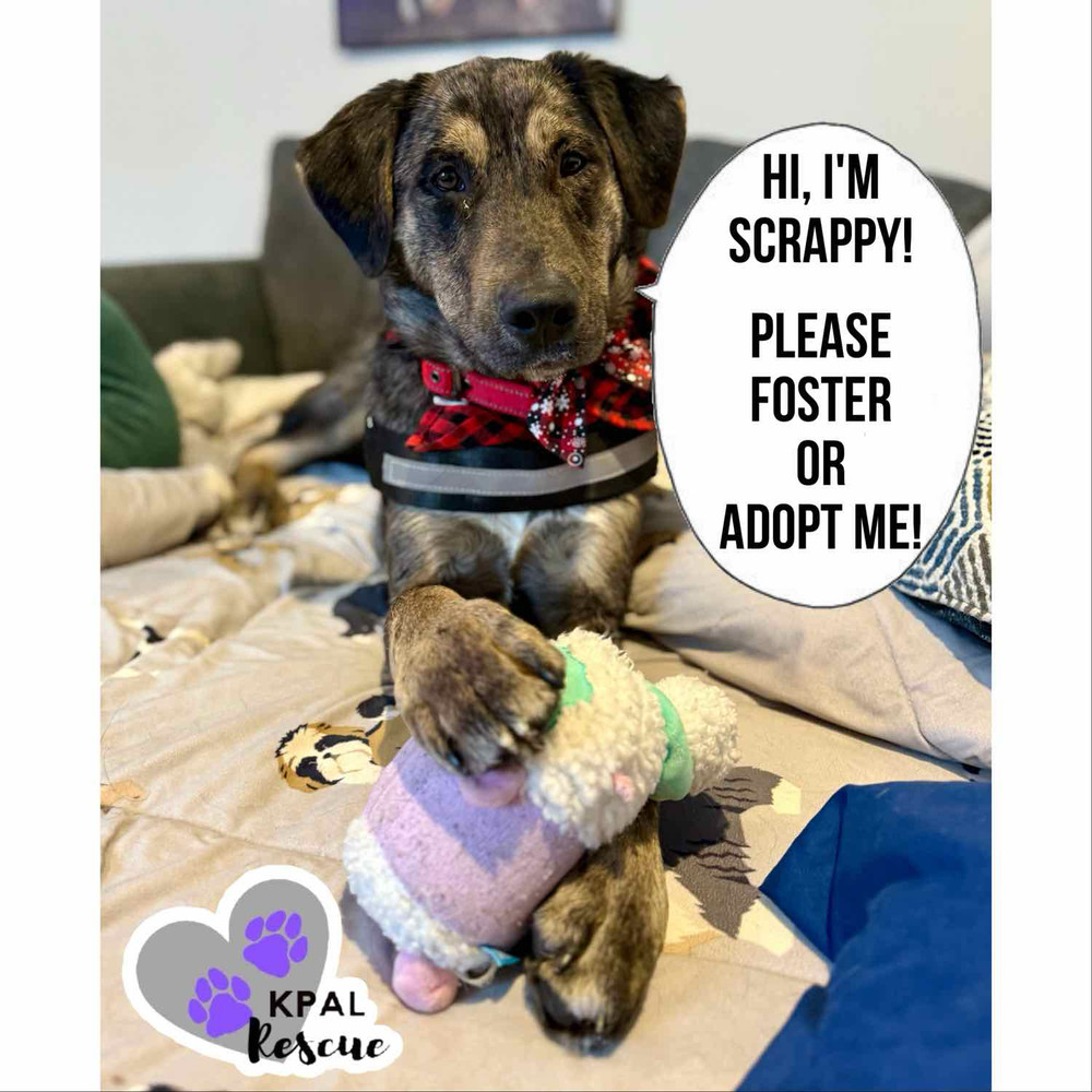 Scrappy - Eagleson Litter, an adoptable Mixed Breed in Kenai, AK, 99611 | Photo Image 1