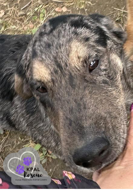 Scrappy - Eagleson Litter, an adoptable Mixed Breed in Kenai, AK, 99611 | Photo Image 3