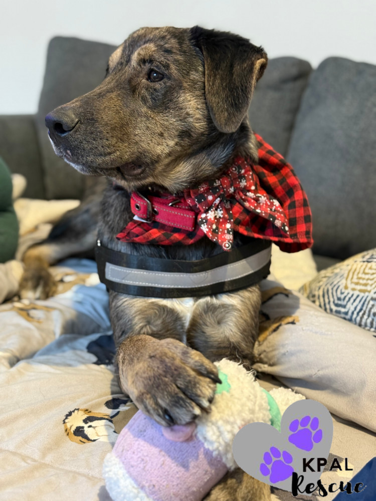 Scrappy - Eagleson Litter, an adoptable Mixed Breed in Kenai, AK, 99611 | Photo Image 3