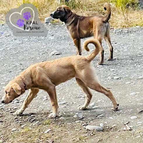 Muffin - Eagleson Litter, an adoptable Mixed Breed in Kenai, AK, 99611 | Photo Image 3