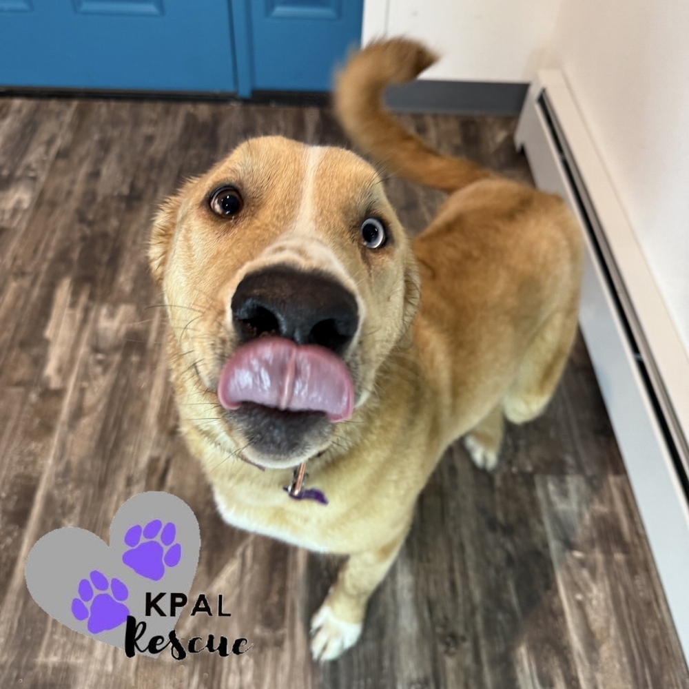 Muffin - Eagleson Litter, an adoptable Mixed Breed in Kenai, AK, 99611 | Photo Image 4
