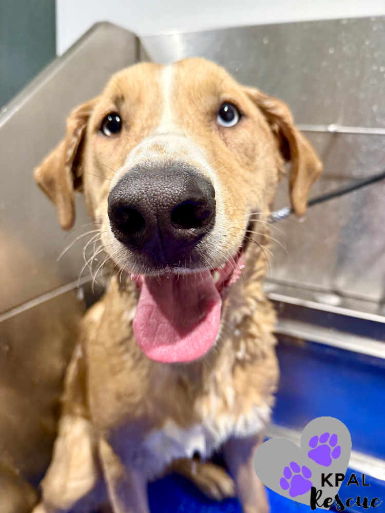 Muffin - Eagleson Litter, an adoptable Mixed Breed in Kenai, AK, 99611 | Photo Image 5