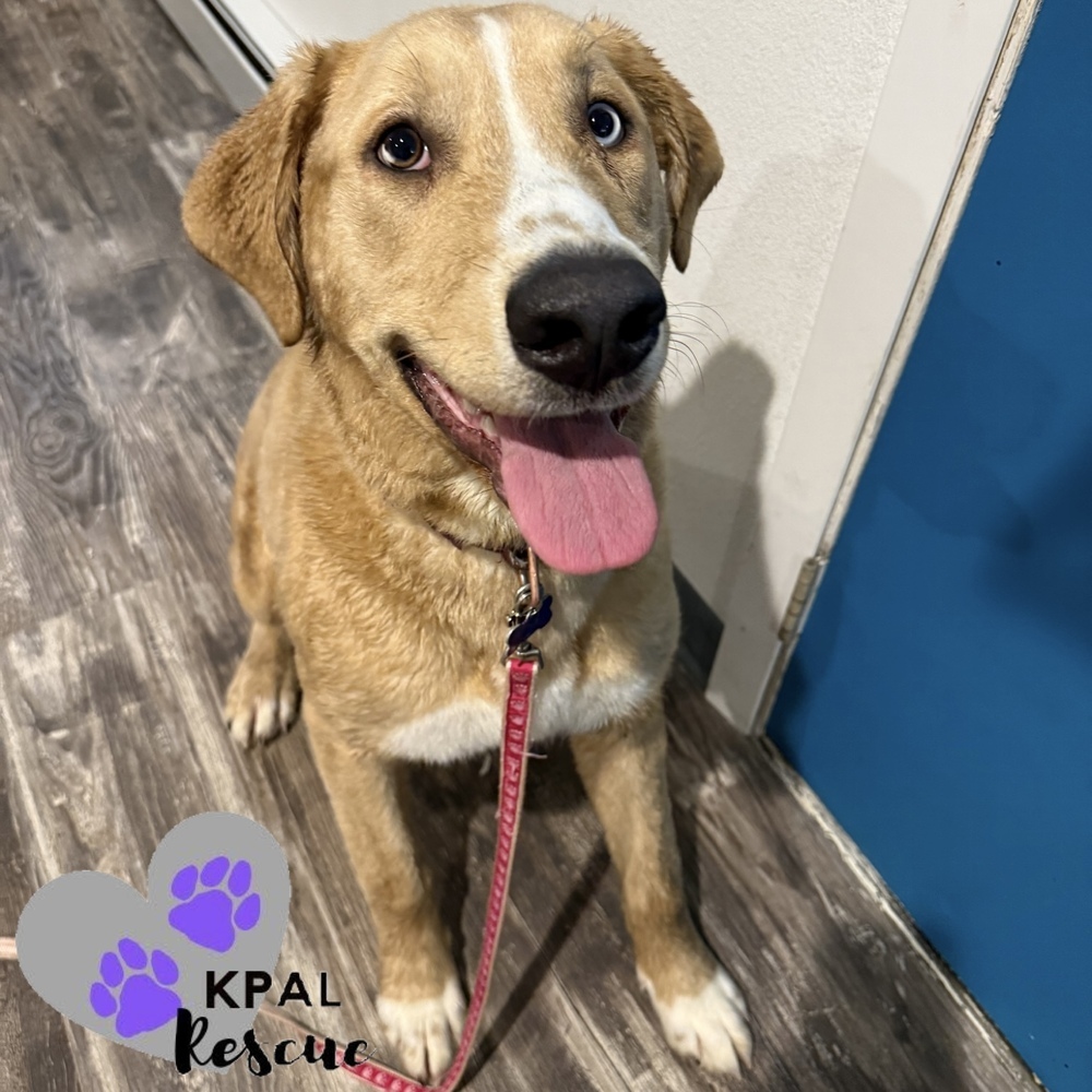 Muffin - Eagleson Litter, an adoptable Mixed Breed in Kenai, AK, 99611 | Photo Image 6