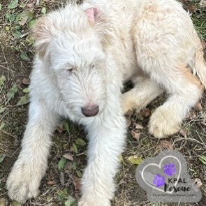 Anna Banana - Eagleson Litter, an adoptable Mixed Breed in Kenai, AK, 99611 | Photo Image 4