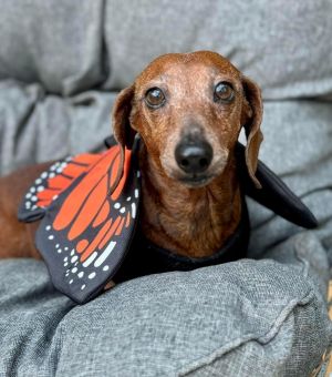 Meet Lucy Lucy was part of the group of seniors that came to us in early July after their human