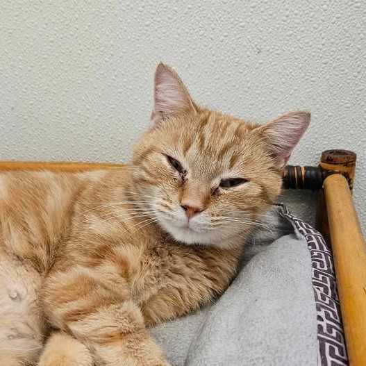 Orange Lily, an adoptable Domestic Short Hair in Tawas City, MI, 48763 | Photo Image 1