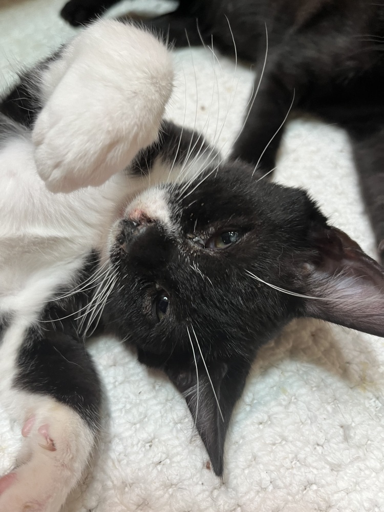 Cat for adoption Walnut, an American Shorthair Mix in Tampa, FL