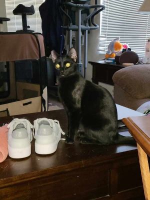 Arnold, Young Male Domestic Short Hair