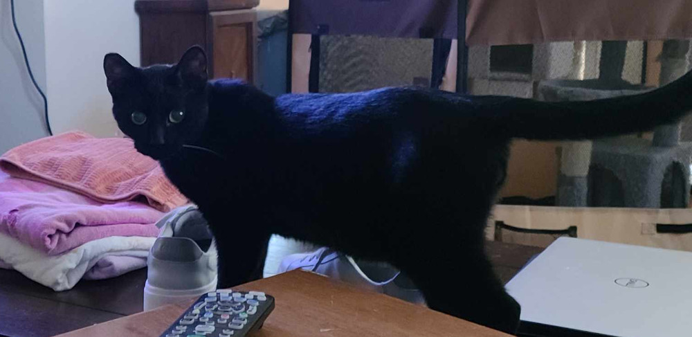 Willis, an adoptable Domestic Short Hair in Lancaster, CA, 93536 | Photo Image 1