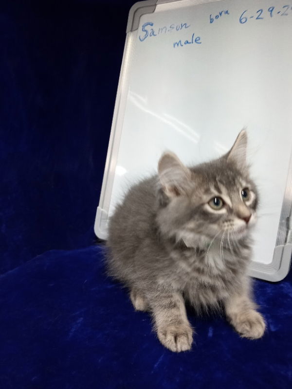 Samson, an adoptable Tabby in Alturas, CA, 96101 | Photo Image 1