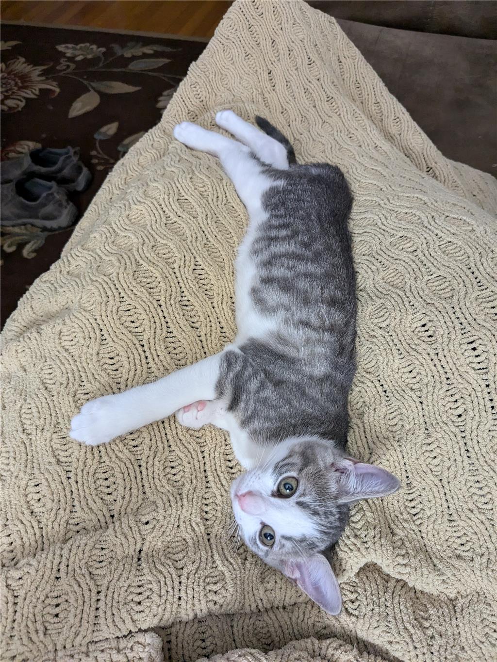 Cat for adoption Romy, a Domestic Short Hair in Hackettstown, NJ