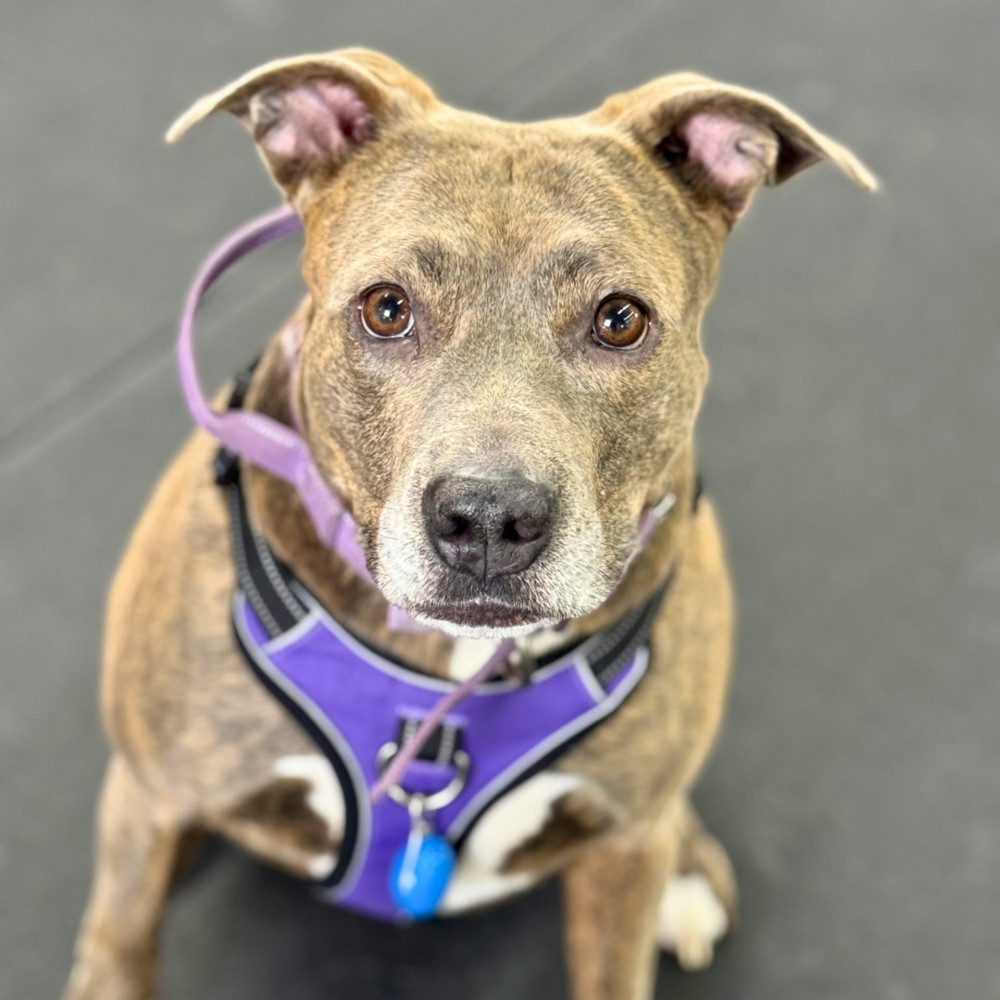 Kalena, an adoptable Shepherd, Pit Bull Terrier in Colorado Springs, CO, 80928 | Photo Image 1
