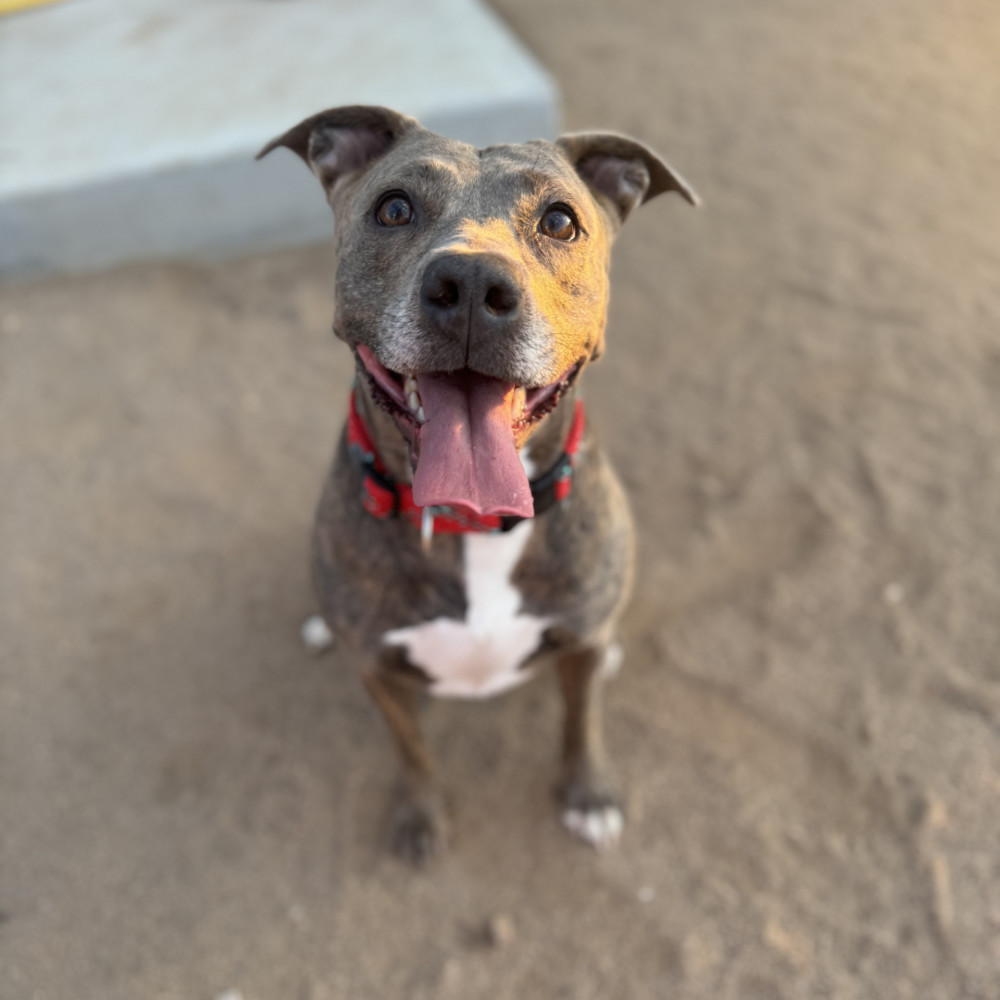 Kalena, an adoptable Shepherd, Pit Bull Terrier in Colorado Springs, CO, 80928 | Photo Image 2