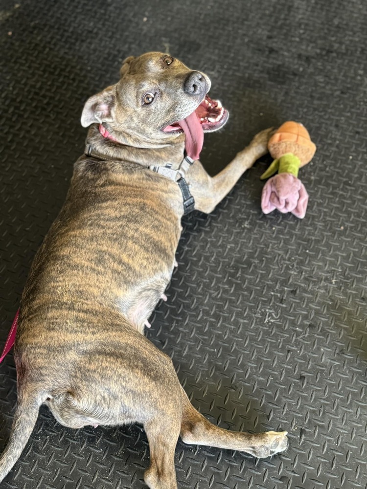 Kalena, an adoptable Shepherd, Pit Bull Terrier in Colorado Springs, CO, 80928 | Photo Image 3