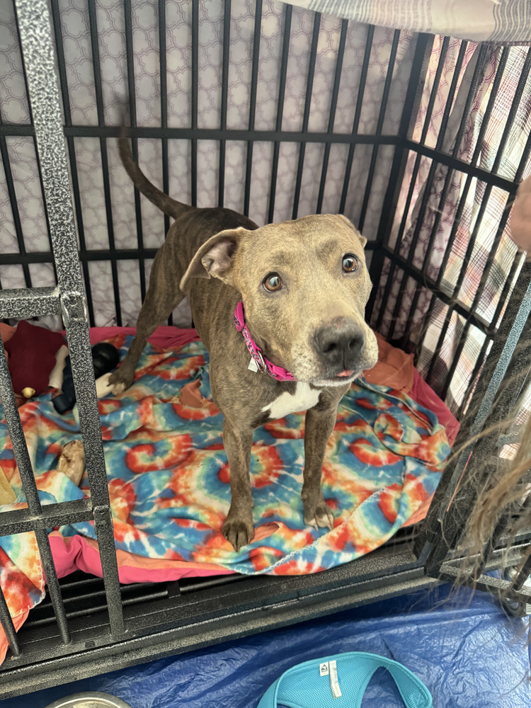 Kalena, an adoptable Shepherd, Pit Bull Terrier in Colorado Springs, CO, 80928 | Photo Image 4