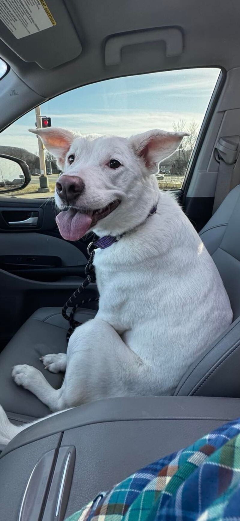 Juneau, an adoptable Great Pyrenees, Mixed Breed in Alma, WI, 54610 | Photo Image 3