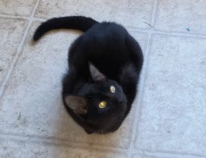 Ebony, Young Male Domestic Short Hair