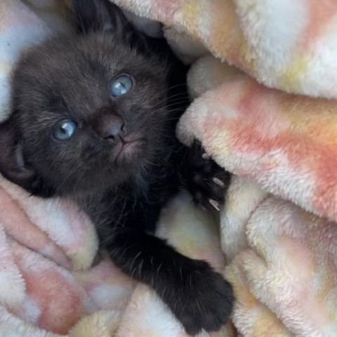 Mavis, an adoptable Domestic Medium Hair in Mount Shasta, CA, 96067 | Photo Image 2