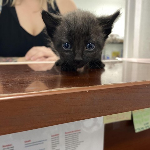 Mavis, an adoptable Domestic Medium Hair in Mount Shasta, CA, 96067 | Photo Image 3