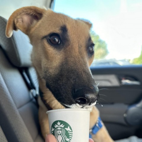 Cora