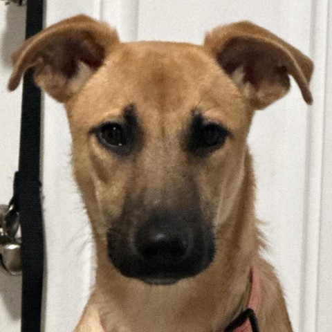 Cora