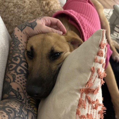 Cora