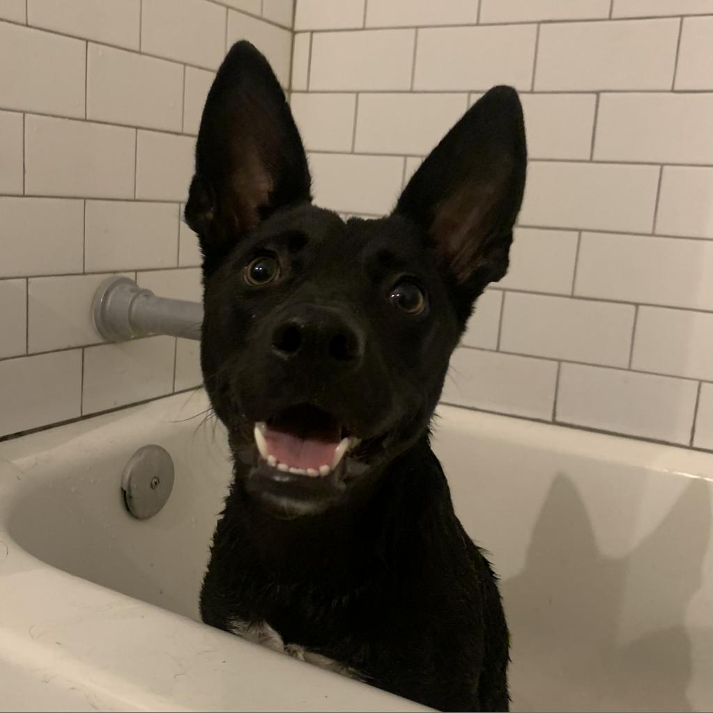 Jubilee, an adoptable Cattle Dog in Sparks, NV, 89431 | Photo Image 2