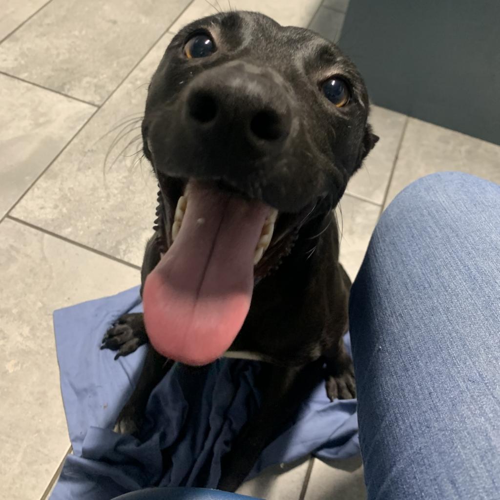 Jubilee, an adoptable Cattle Dog in Sparks, NV, 89431 | Photo Image 3
