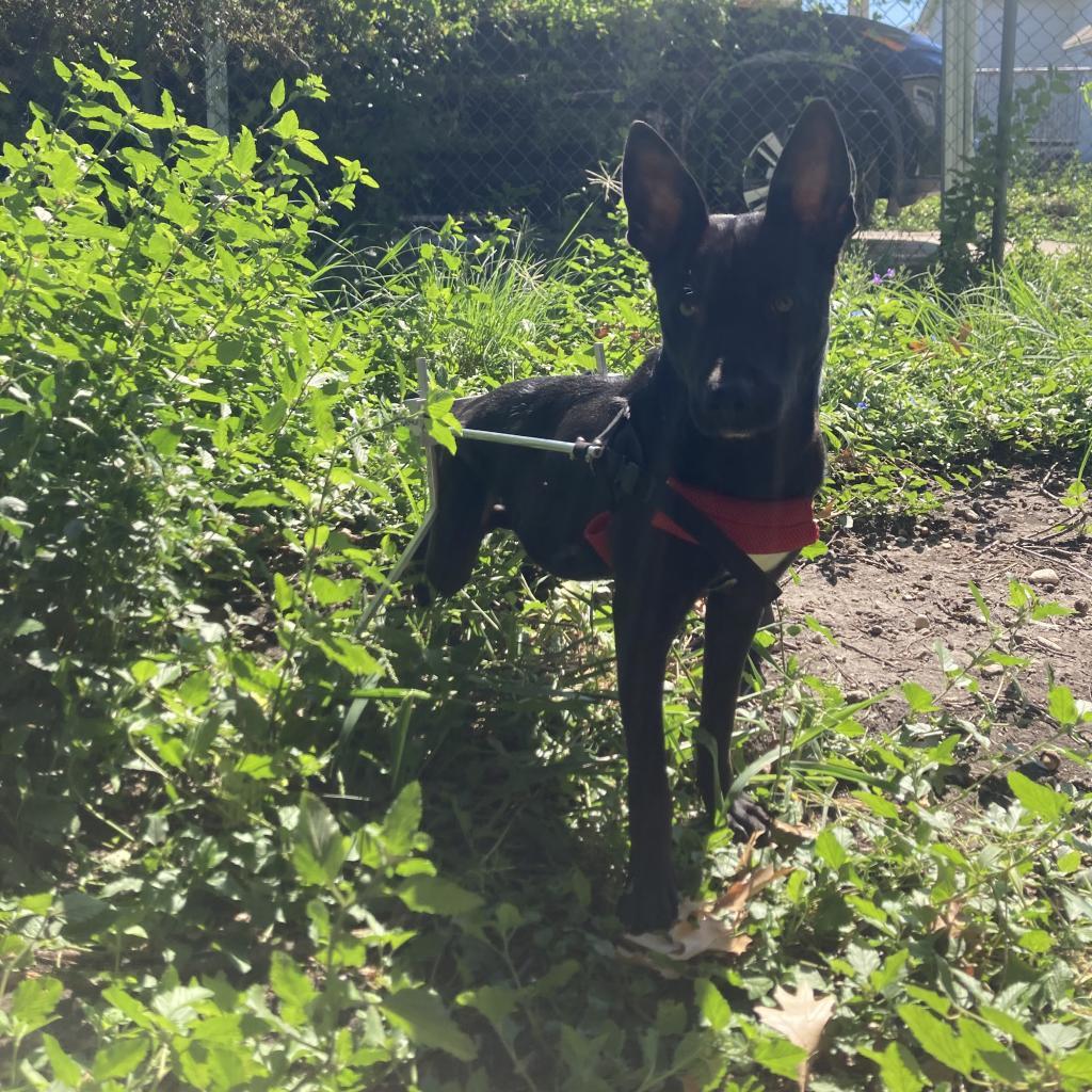 Jubilee, an adoptable Cattle Dog in Sparks, NV, 89431 | Photo Image 4