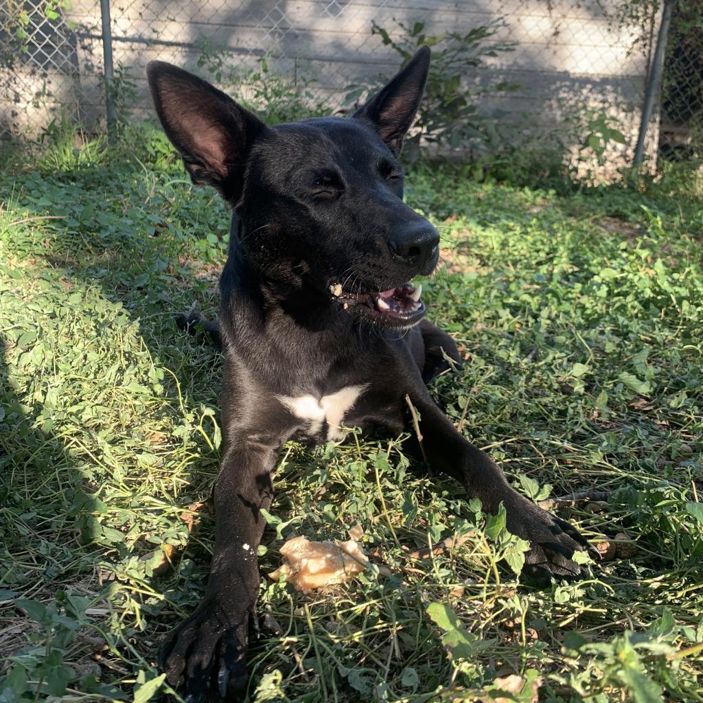 Jubilee, an adoptable Cattle Dog in Sparks, NV, 89431 | Photo Image 5