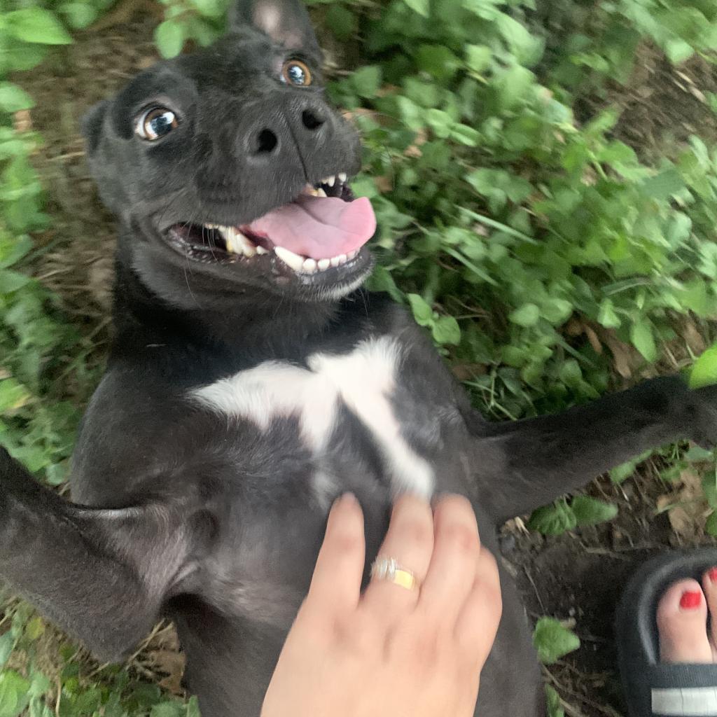 Jubilee, an adoptable Cattle Dog in Sparks, NV, 89431 | Photo Image 6