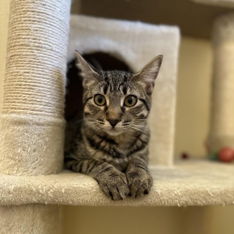 Squeak, an adoptable Domestic Short Hair in Lander, WY, 82520 | Photo Image 1