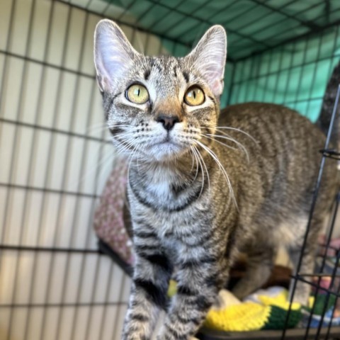 Pip, an adoptable Domestic Short Hair in Lander, WY, 82520 | Photo Image 1