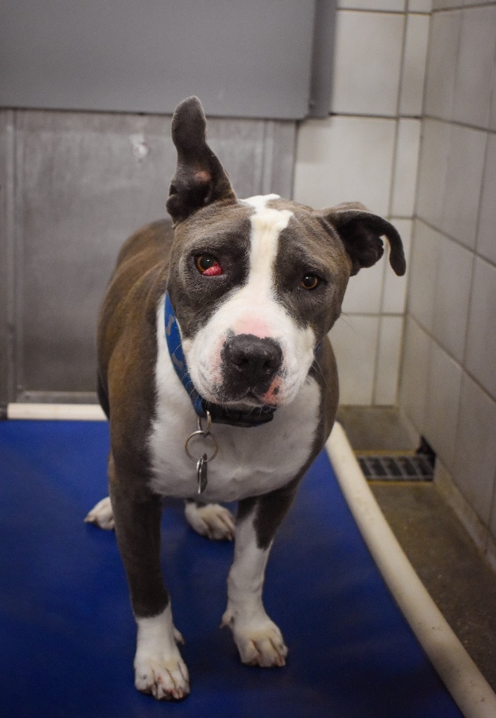 Buddy, an adoptable Pit Bull Terrier in Rock Springs, WY, 82901 | Photo Image 1