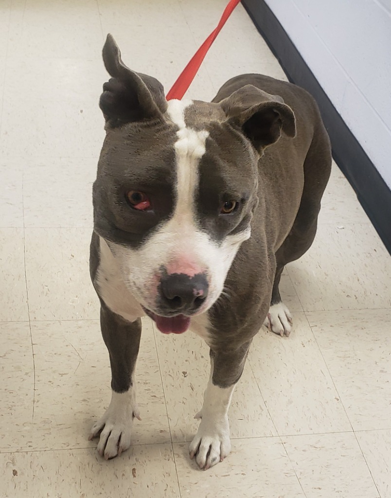 Buddy, an adoptable Pit Bull Terrier in Rock Springs, WY, 82901 | Photo Image 2