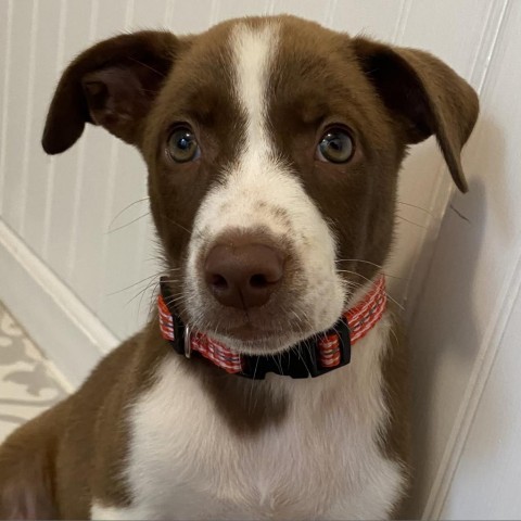 Dixie aka Miranda Lambert