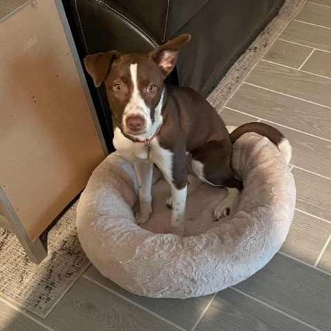 Dixie aka Miranda Lambert