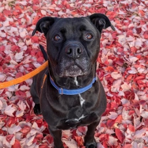 Shadow Rado, an adoptable Mixed Breed in Spokane, WA, 99217 | Photo Image 1