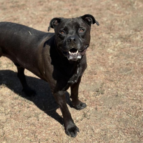 Shadow Rado, an adoptable Mixed Breed in Spokane, WA, 99217 | Photo Image 3