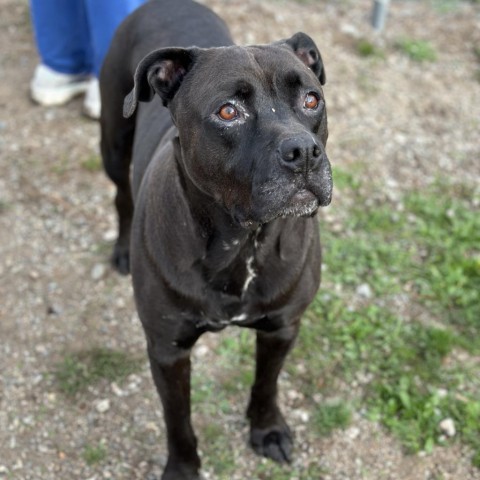 Shadow Rado, an adoptable Mixed Breed in Spokane, WA, 99217 | Photo Image 6