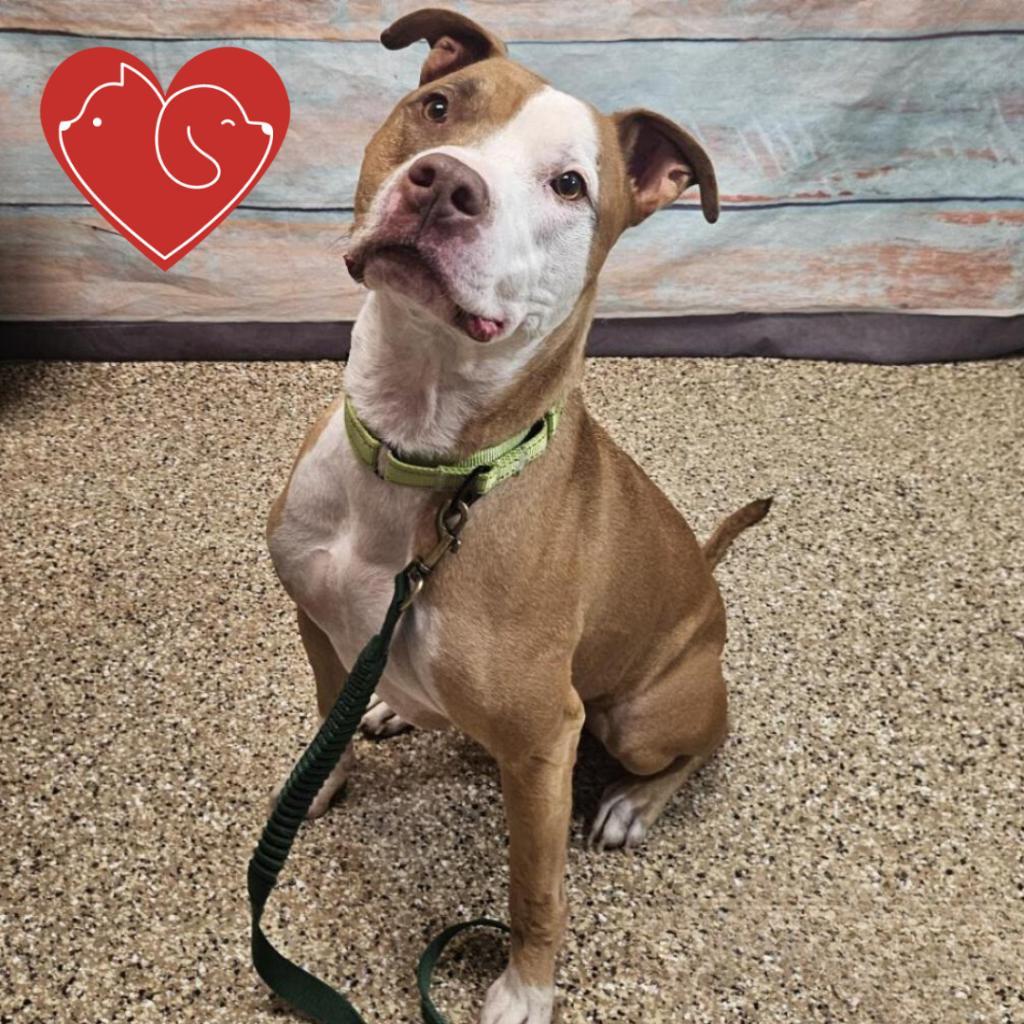 Apollo, an adoptable Pit Bull Terrier in Cheyenne, WY, 82007 | Photo Image 1