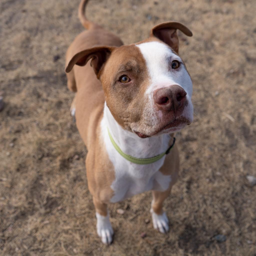 Apollo, an adoptable Pit Bull Terrier in Cheyenne, WY, 82007 | Photo Image 2