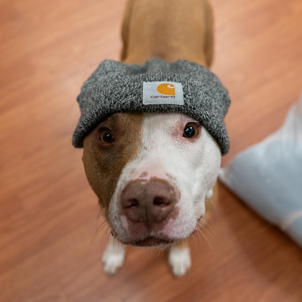 Apollo, an adoptable Pit Bull Terrier in Cheyenne, WY, 82007 | Photo Image 3