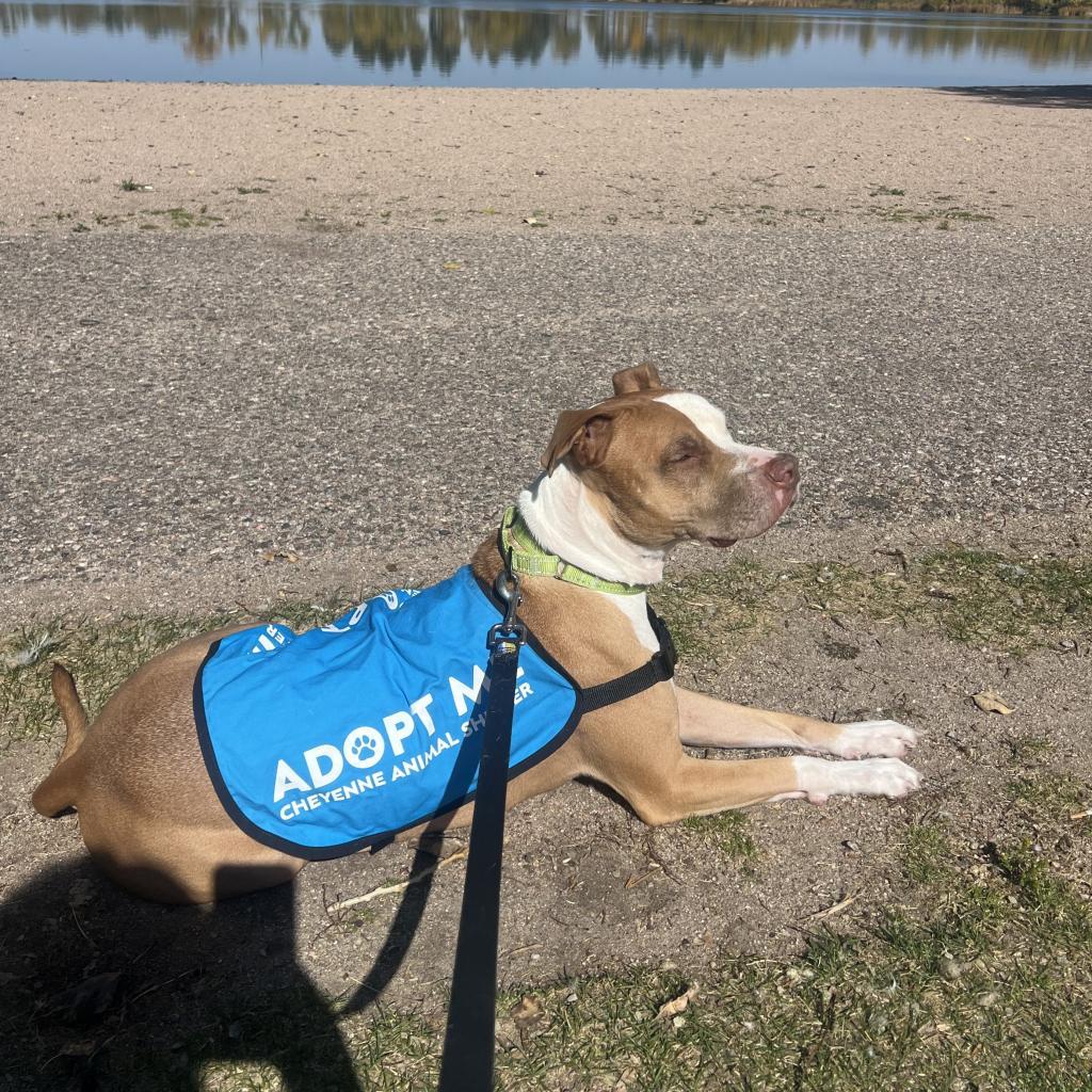 Apollo, an adoptable Pit Bull Terrier in Cheyenne, WY, 82007 | Photo Image 4